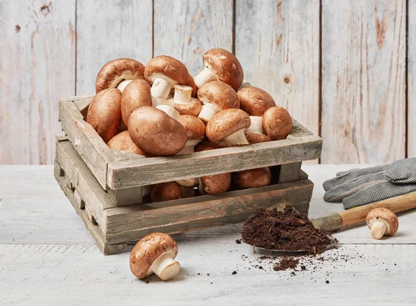 Cogumelos Uma Caixa Madeira — Fotografia de Stock