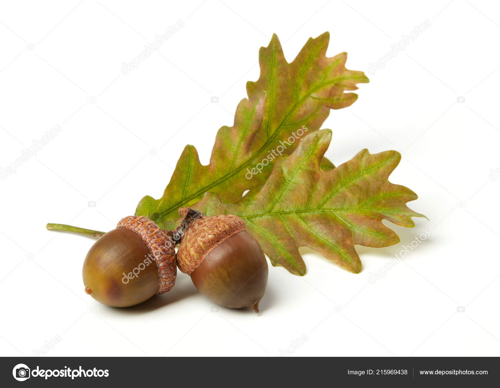 oak leaves and acorns