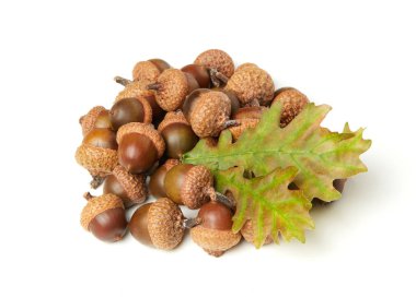 meşe palamutları ve Meşe yaprağı üzerinde beyaz izole