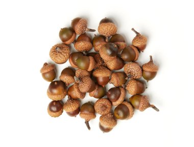 beyaz izole meşe palamudu