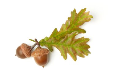 meşe palamutları ve Meşe yaprağı üzerinde beyaz izole