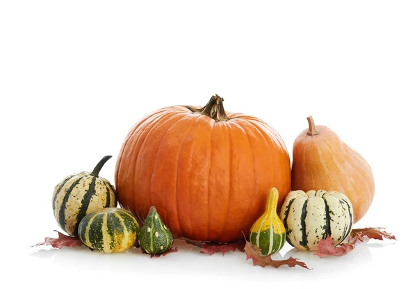 Citrouilles Isolées Sur Blanc — Photo