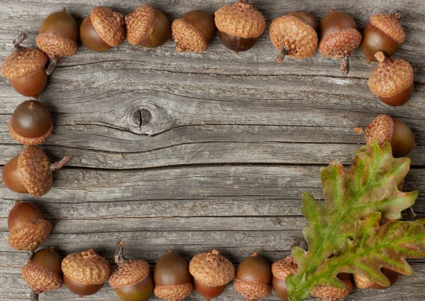 Bolotas Folhas Carvalho Sobre Madeira — Fotografia de Stock