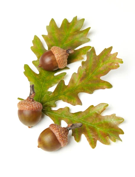 Callos Hojas Roble Aislados Blanco — Foto de Stock