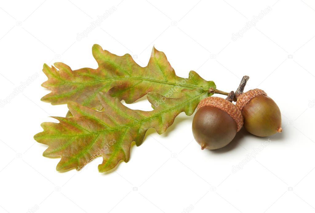 Acorns and oak leaves isolated on white