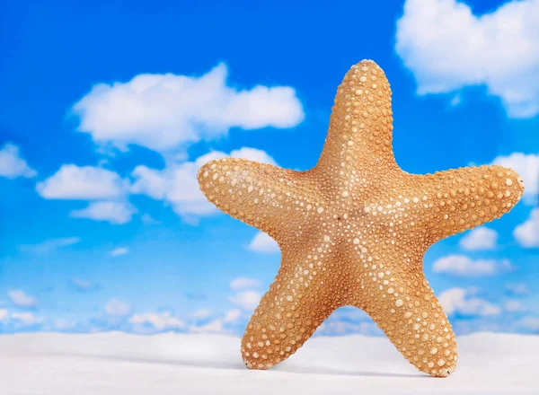 Estrella Mar Sobre Fondo Del Cielo — Foto de Stock