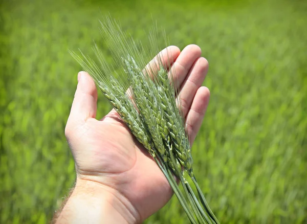 Wheat in hand closeup