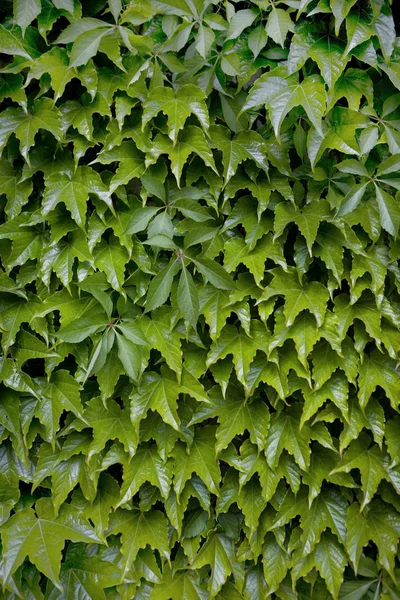 Grün Blätter Detail Hintergrund — Stockfoto