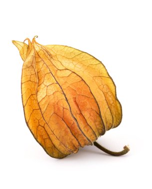 physalis meyve üzerinde beyaz izole