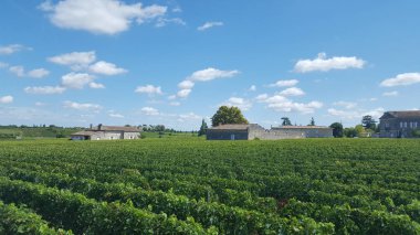 Saint Emilion üzüm bağları