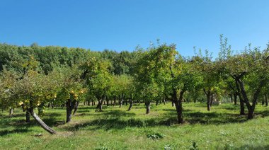 elma meyve bahçesi ve mavi gökyüzü