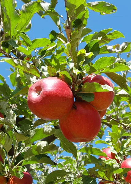 Ripe apple tree branch — Stock Photo, Image