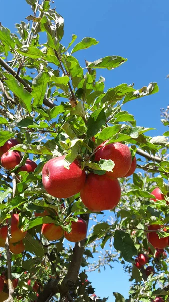 Red apple tree branch — Stock Photo, Image