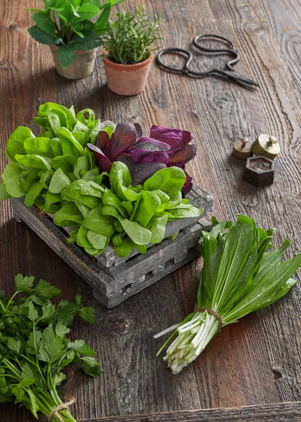 Kuchnia świeże zioła — Zdjęcie stockowe