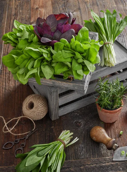 Fresh farmer's herbs — Stock Photo, Image