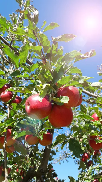 Appelboom tak — Stockfoto