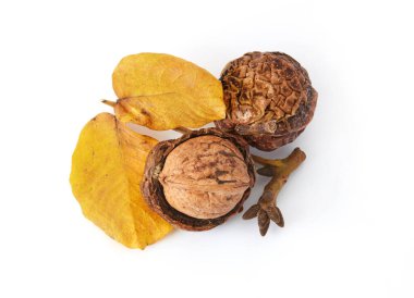 Sonbahar cevizleri beyaza izole edilmiş.