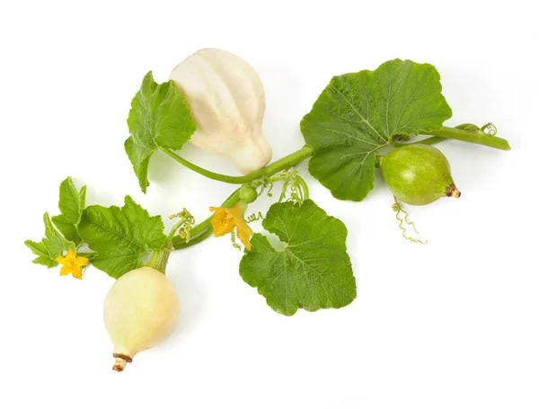 Abóboras Bebê Com Folhas Flores Isoladas Branco — Fotografia de Stock