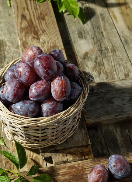 Fresh Farm Plums Leafs — Stock Photo, Image