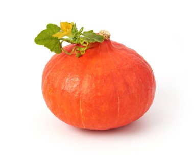 Beyaz yapraklı balkabağı