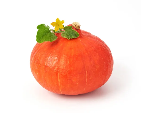 Calabaza Con Hojas Aisladas Blanco —  Fotos de Stock