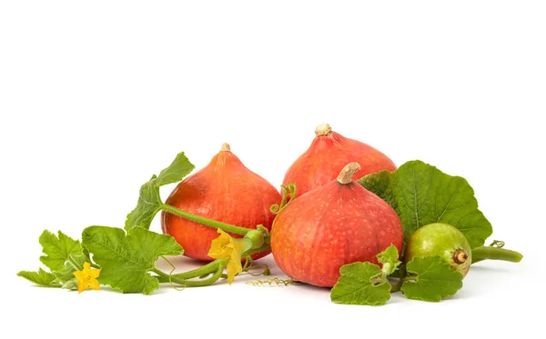 Pompoenen Met Bladeren Geïsoleerd Wit — Stockfoto