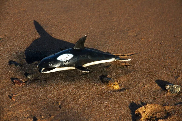rubber whale lies on the shore, concept