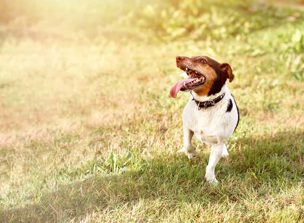 Jack Russell puppy dog is running towards on green grass on sunny day