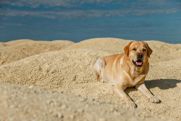 big kind dog fawn labrador retriever good friend lies in desert on yellow sand on right side on sunny day, copy space
