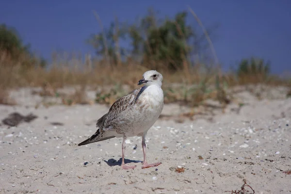 Seagull Wachten Tot Iets — Stockfoto