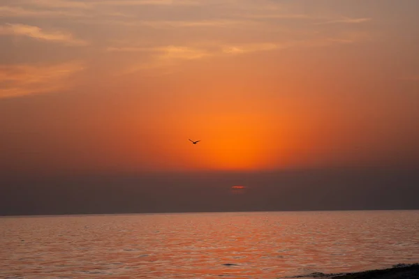 Deniz, gün batımı ve bir martı - Kılburun anları.