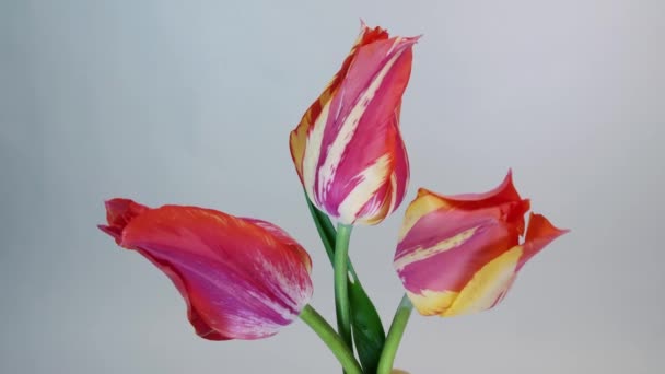 Цветущие тюльпаны — стоковое видео