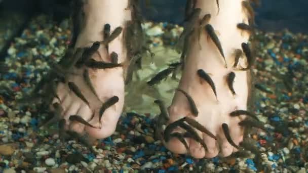 Κέντρο ευεξίας και σπα ψάρια στα γυναικεία πόδια — Αρχείο Βίντεο
