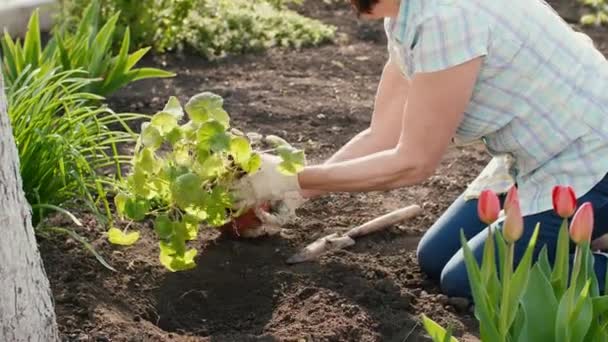 Alte Frau pflanzt eine Pflanze — Stockvideo