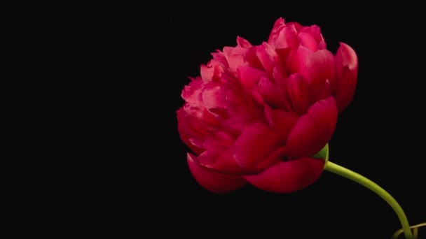 Red flower blooming — Stock Video