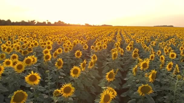Champ de tournesol Vue aérienne 