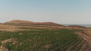 Üzüm bağlarının hava manzarası