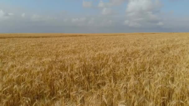 Voo sobre o campo de trigo — Vídeo de Stock