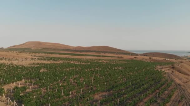 Vue aérienne des vignobles — Video