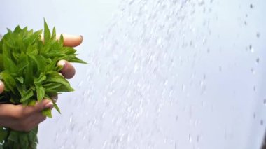 Kadının elindeki nane üretim tesisi ile dökülen su