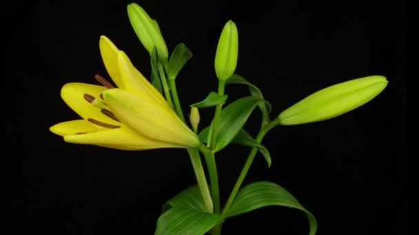 Azucena amarilla floreciendo — Vídeos de Stock