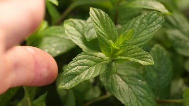 Nane ot dokunmadan el mans