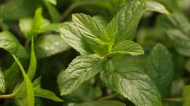 Taze nane ot yağmur altında