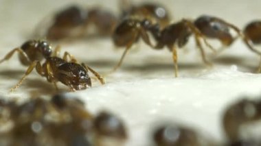 Karıncalar üzerinde bir mutfak grubu