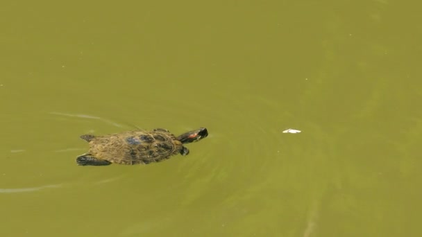 Черепаха плаває біля ставка — стокове відео