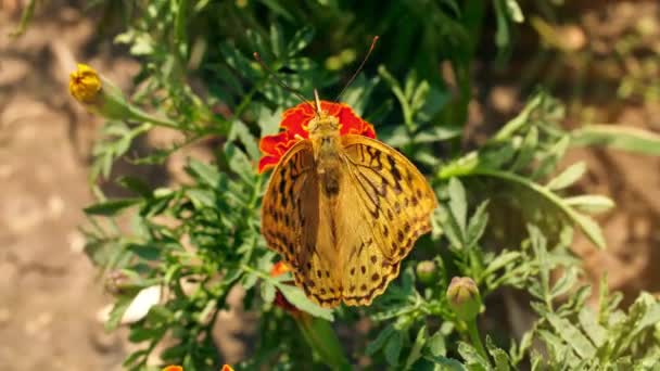 Метелик на квітці — стокове відео