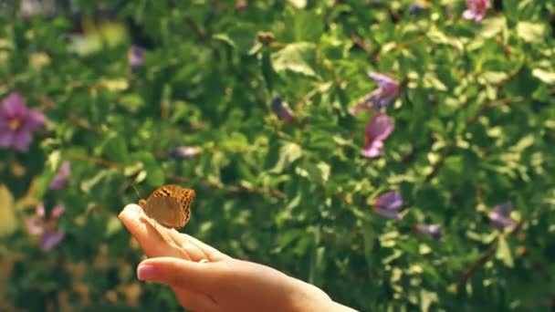 Mariposa despegando de la palma — Vídeos de Stock