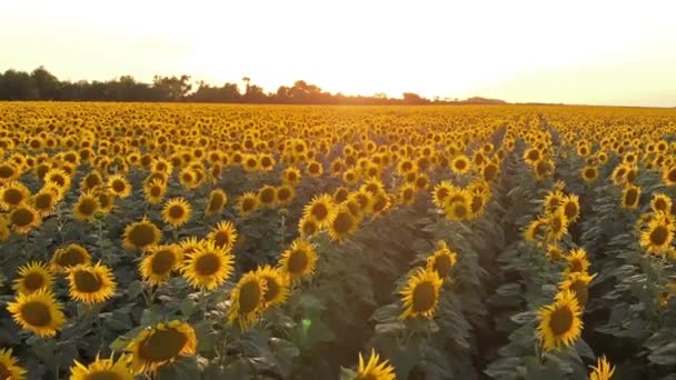 Zonnebloemveld op zonsondergang — Stockvideo