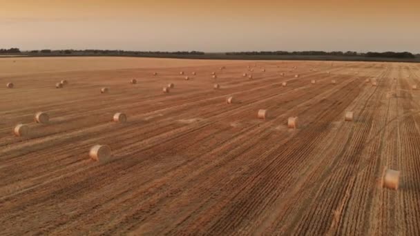 Aerial view straw bales on field — Stock Video