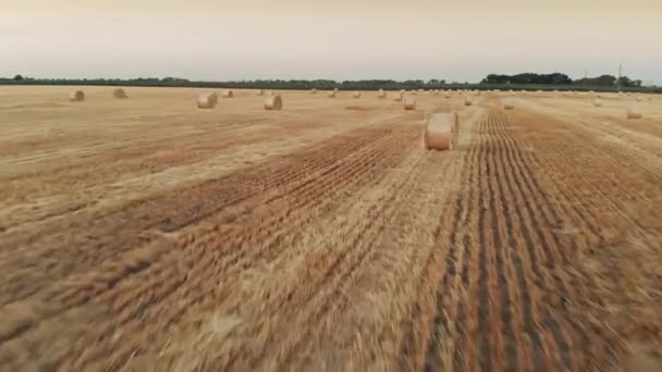 Tarweveld na een oogst — Stockvideo